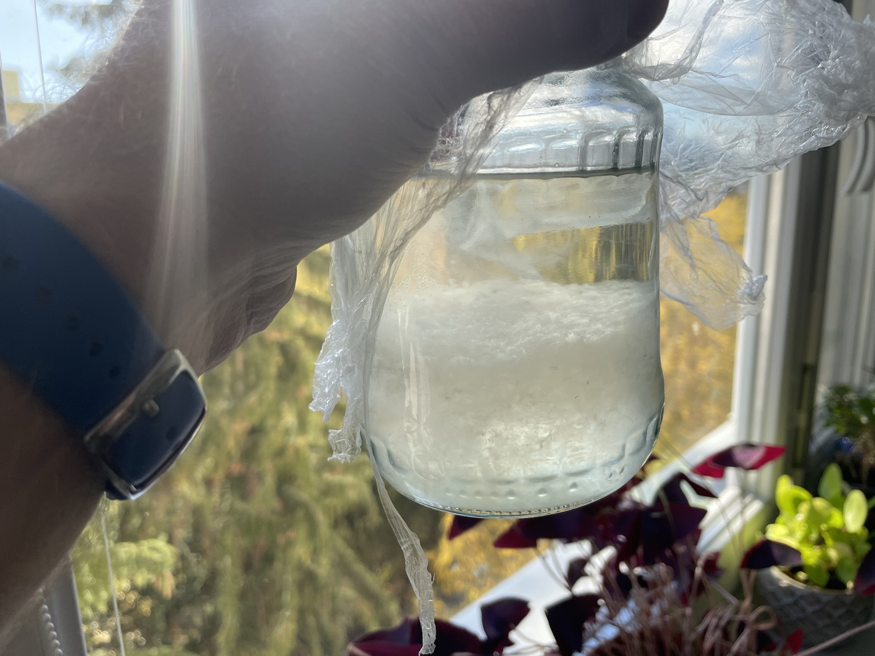 liquidmycelium jar